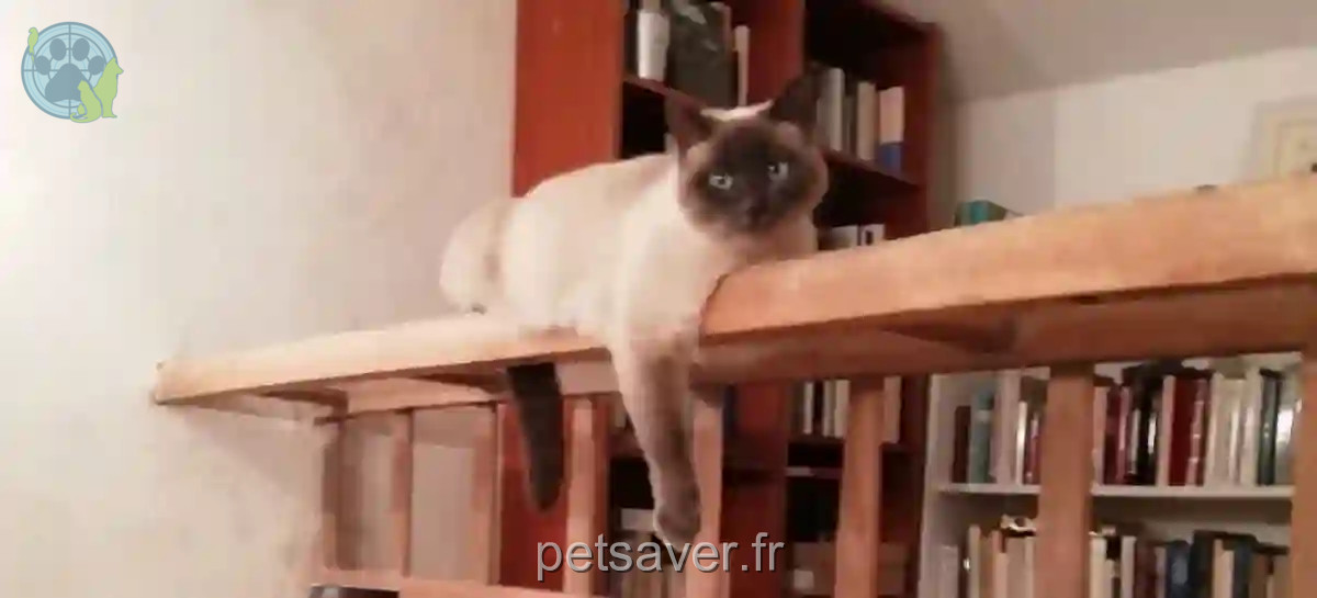 Chatte Perdue 86 Vienne - Sweety Chatte Perdue 86 Vienne - Sweety