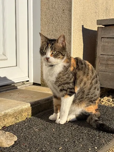 chatte lost   86480 Rouillé Symphonie