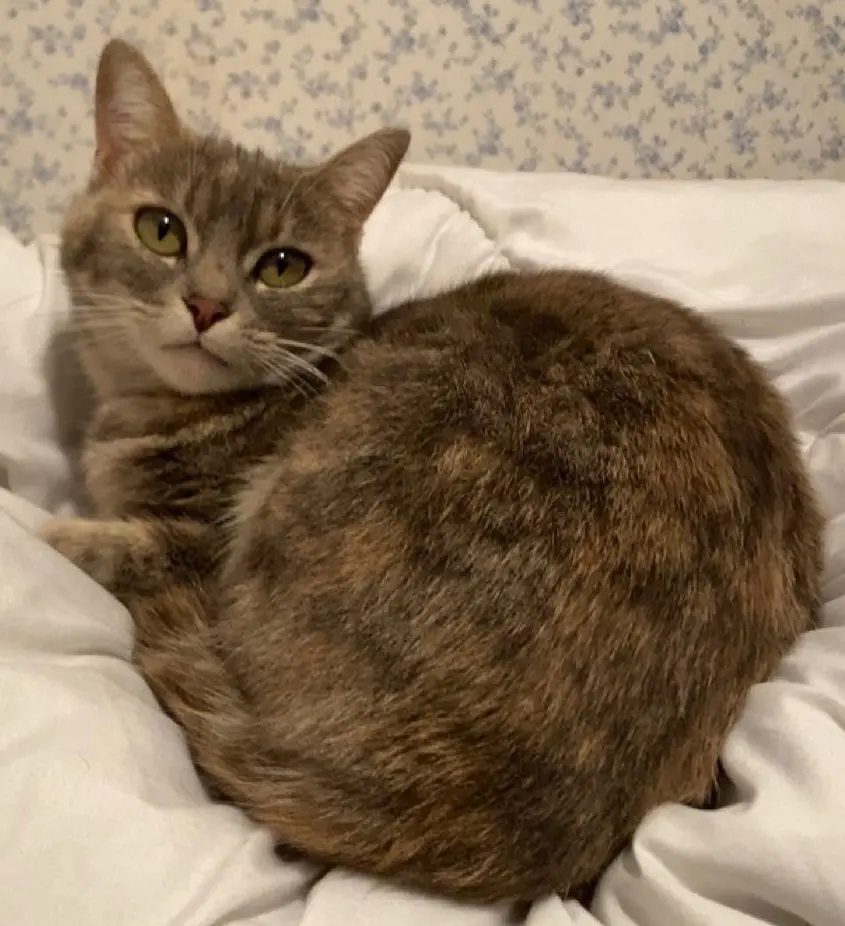 Chatte Perdue 86 Vienne Chatte Perdue 86 Vienne