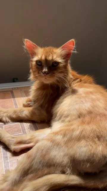 chatte lost   86100 Châtellerault Taya