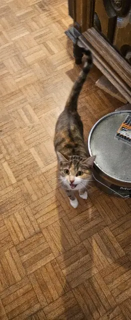 chatte lost   86100 Châtellerault Theia