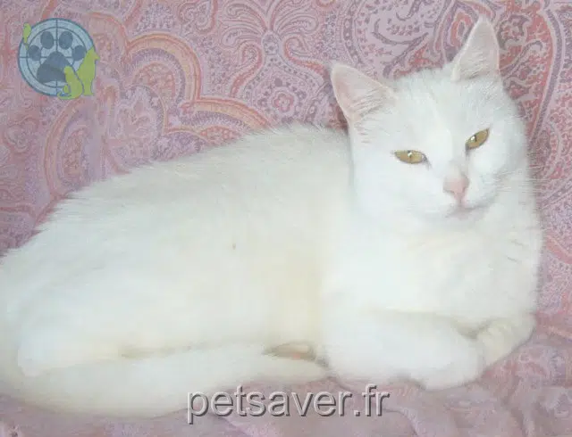 chatte lost 86530 Availles-en-Châtellerault Titeng