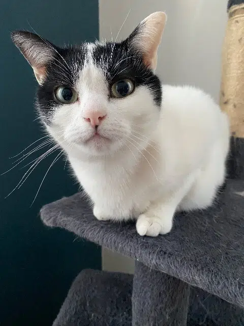 chatte lost   86100 Châtellerault Ully