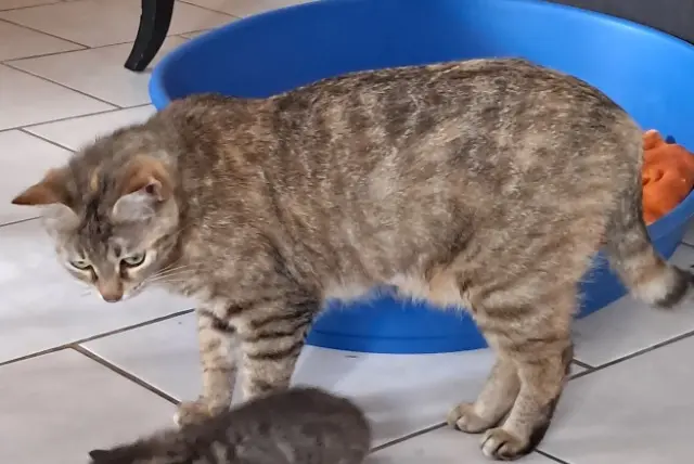 chatte lost   86700 Valence-en-Poitou Cissou