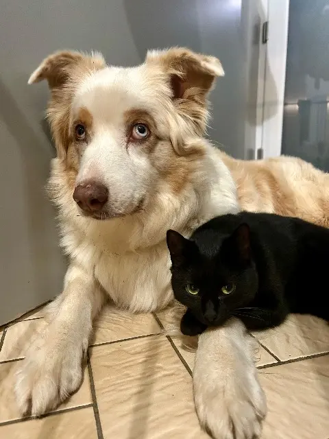 chatte lost   86320 Civaux Vanille