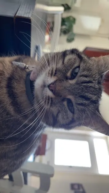 chatte lost   86100 Châtellerault Vaya