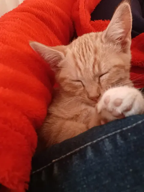 chatte lost   86360 Montamisé Vénus