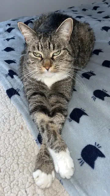 chatte lost   86400 Civray Wendy