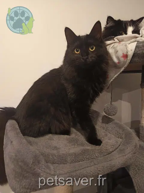 chatte lost 86280 Saint-Benoît Willow