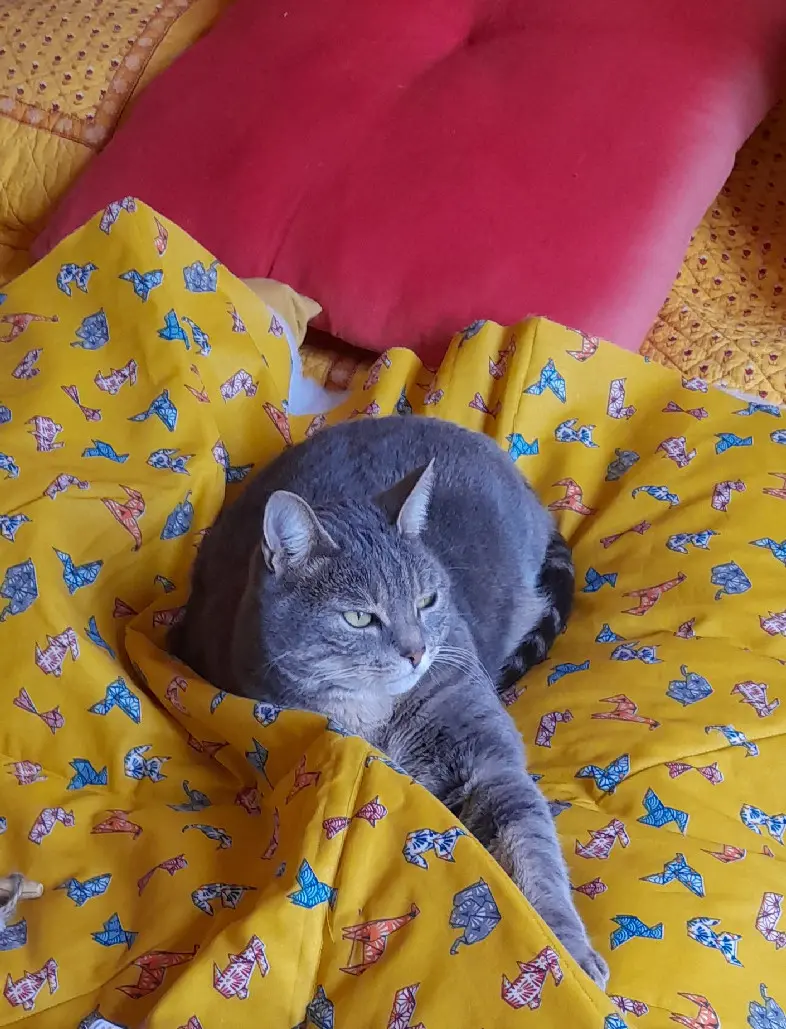 Chatte Perdue 87 Haute-Vienne Chatte Perdue 87 Haute-Vienne