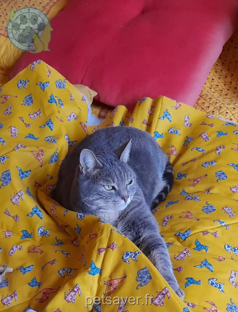 Chatte Perdue 87 Haute-Vienne Chatte Perdue 87 Haute-Vienne
