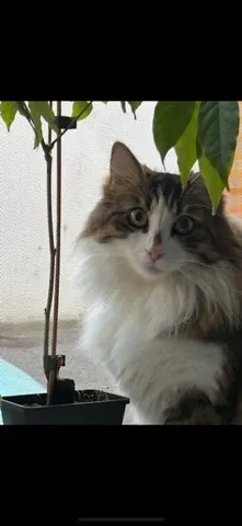 chatte lost   87200 Chaillac-sur-Vienne Chloé