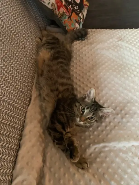 chatte lost   87220 Feytiat Cély