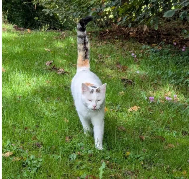 chatte lost   87480 Saint-Priest-Taurion Gala