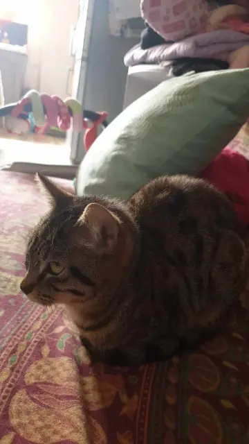 chatte lost   87230 Châlus Gigi