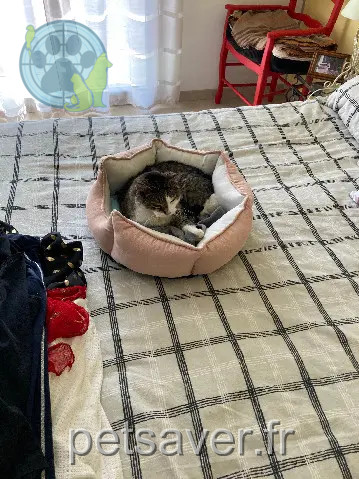 Chatte Perdue 87 Haute-Vienne Chatte Perdue 87 Haute-Vienne