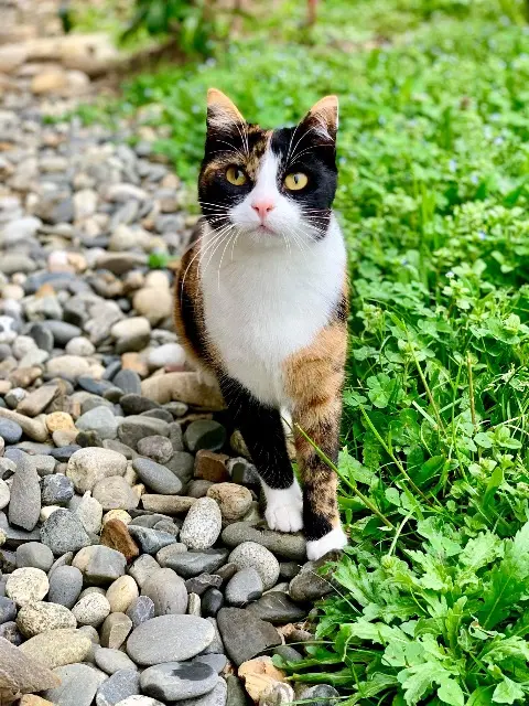 chatte lost   87350 Panazol Iria