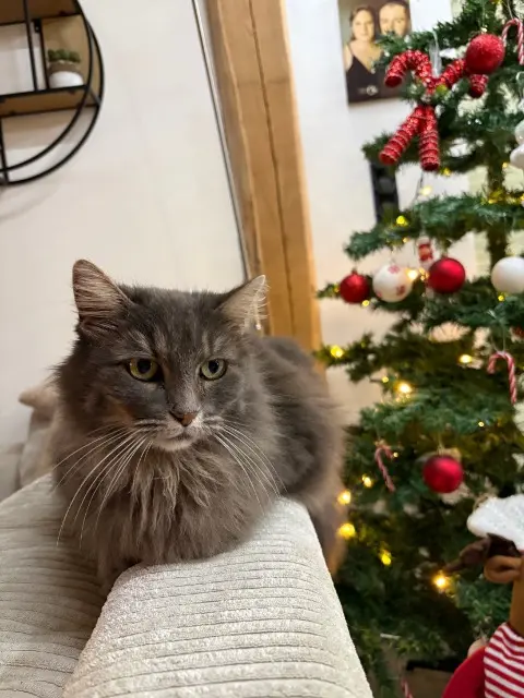 chatte lost   87500 Le Chalard Kayna