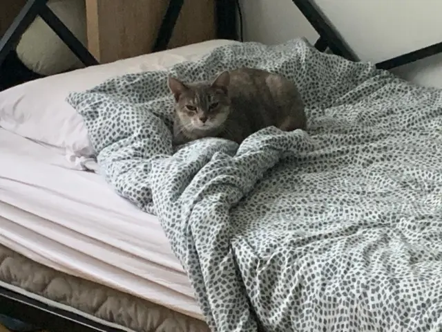 chatte lost   87220 Feytiat Lili