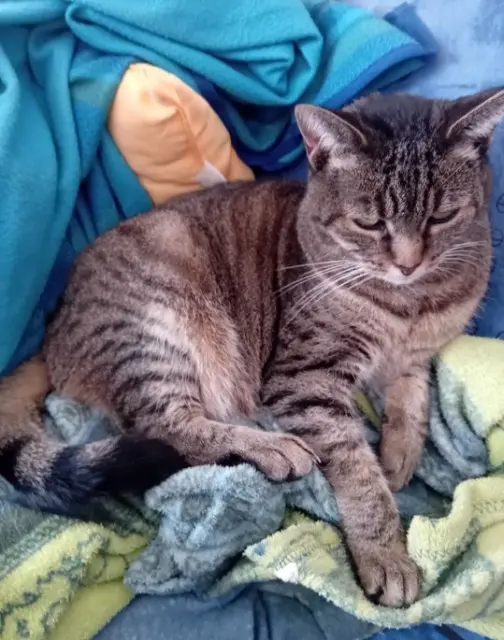 chatte lost   87200 Saint-Junien Lily