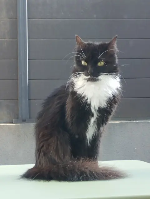 chatte lost    Limoges Billie