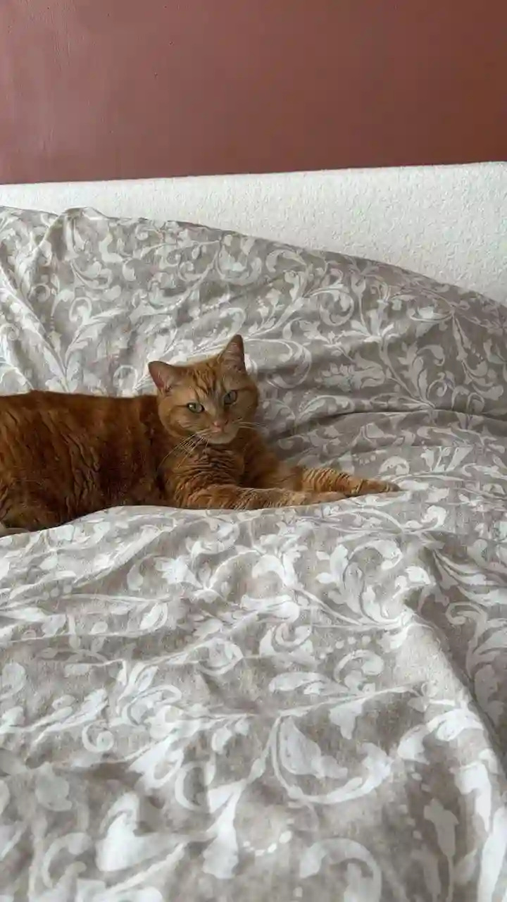 Chatte Perdue 87 Haute-Vienne Limoges - Chico Chatte Perdue 87 Haute-Vienne Limoges - Chico