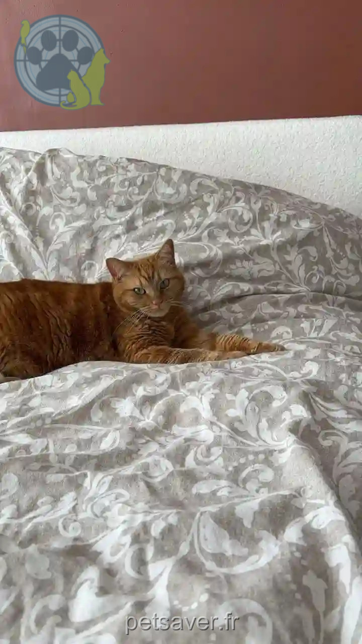 Chatte Perdue 87 Haute-Vienne Limoges - Chico Chatte Perdue 87 Haute-Vienne Limoges - Chico