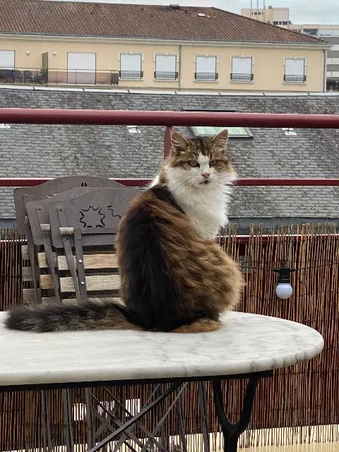 chatte lost    Limoges Choupeer