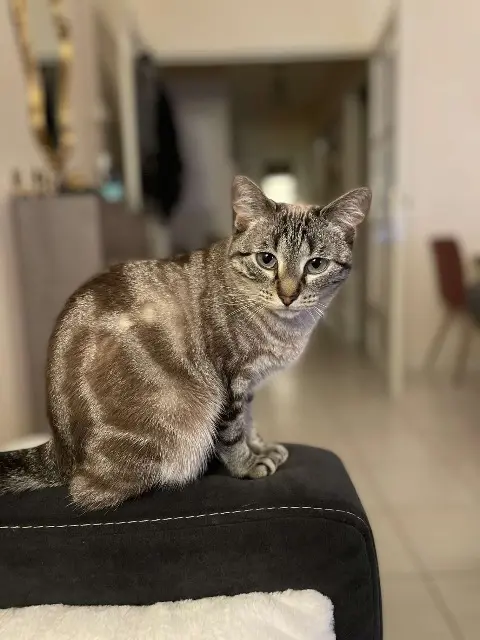 chatte lost    Limoges Emy