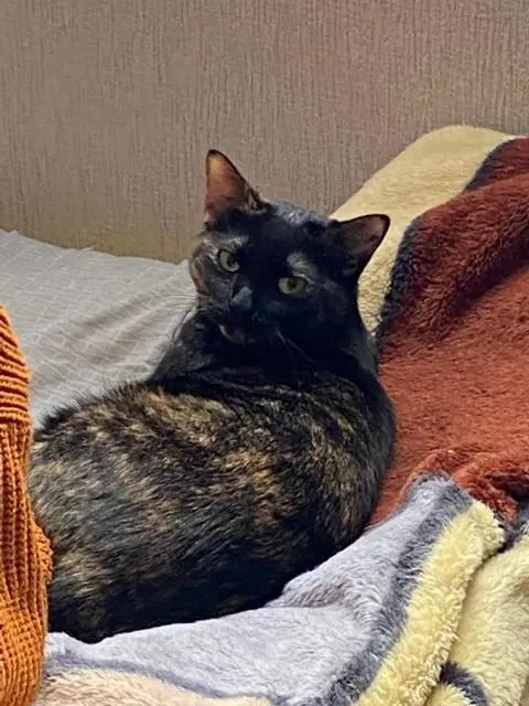 chatte lost    Limoges Gaïa