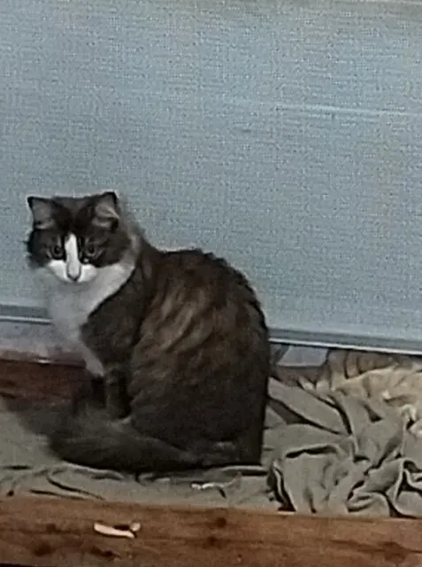 chatte lost    Limoges Leia