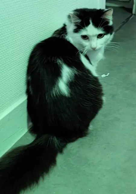 chatte lost    Limoges Leyla