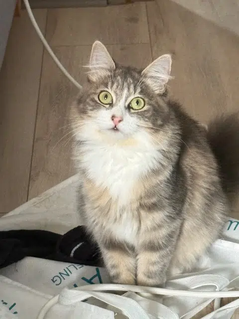 chatte lost    Limoges Luma