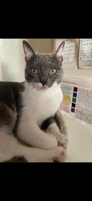 chatte lost    Limoges Luna