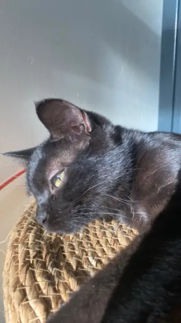 chatte lost    Limoges Matcha