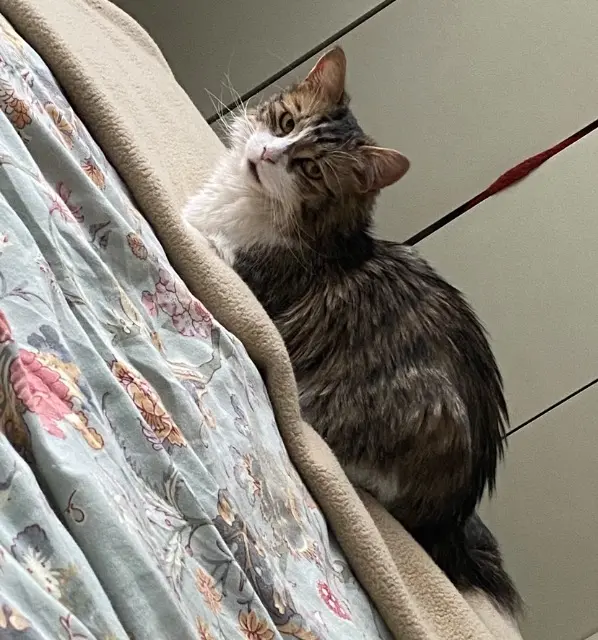 chatte lost    Limoges Mia