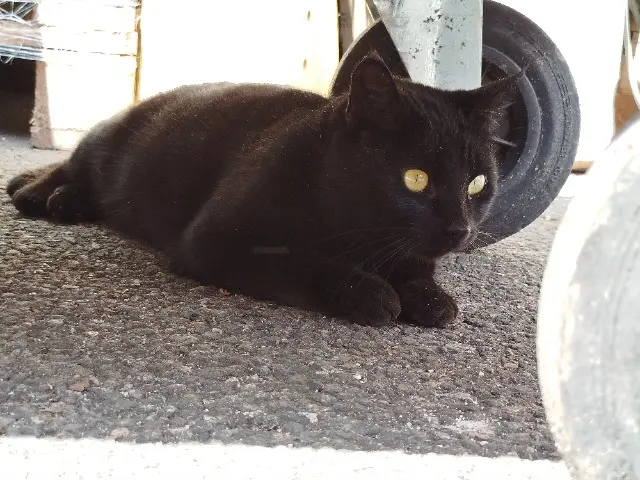 chatte lost    Limoges Mimine