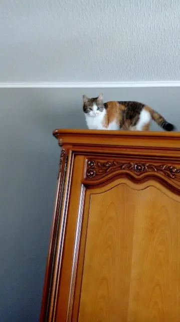 chatte lost    Limoges Ollia