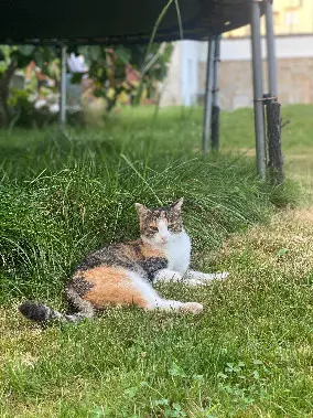 Chatte Perdue 87 Haute-Vienne Limoges - Rosie Chatte Perdue 87 Haute-Vienne Limoges - Rosie