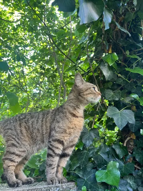 chatte lost    Limoges Roskoe