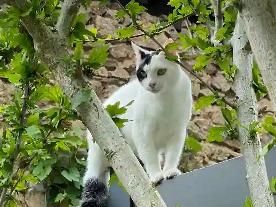 Chatte Perdue 87 Haute-Vienne Limoges - Siam Chatte Perdue 87 Haute-Vienne Limoges - Siam