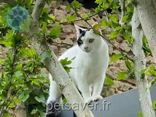 Chatte Perdue 87 Haute-Vienne Limoges - Siam Chatte Perdue 87 Haute-Vienne Limoges - Siam