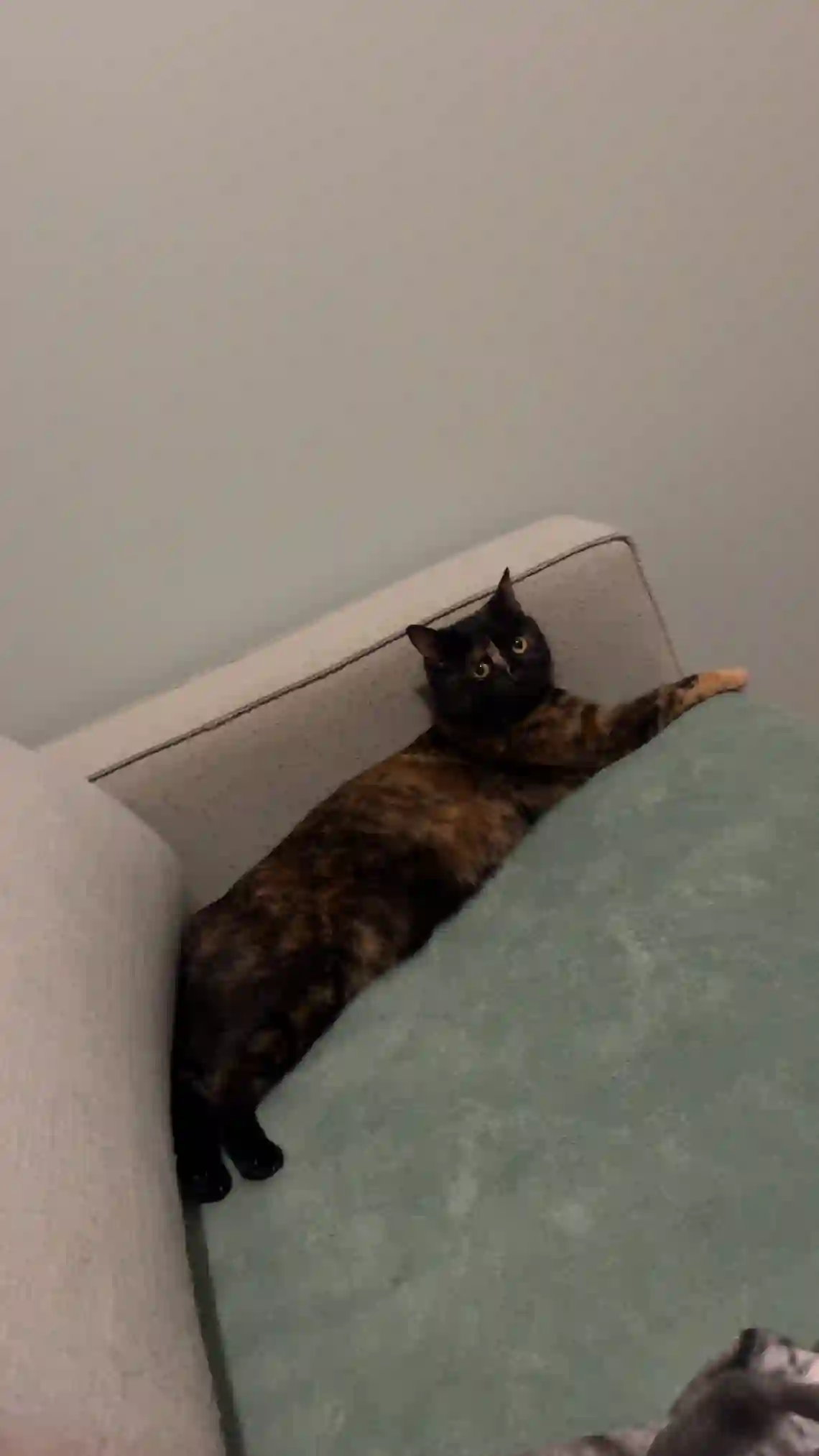 Chatte Perdue 87 Haute-Vienne Limoges - Thalia Chatte Perdue 87 Haute-Vienne Limoges - Thalia