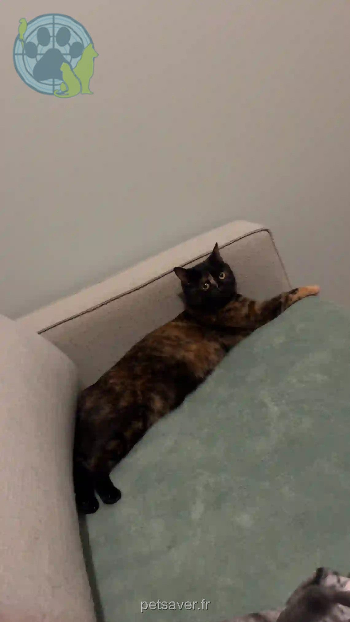 Chatte Perdue 87 Haute-Vienne Limoges - Thalia Chatte Perdue 87 Haute-Vienne Limoges - Thalia