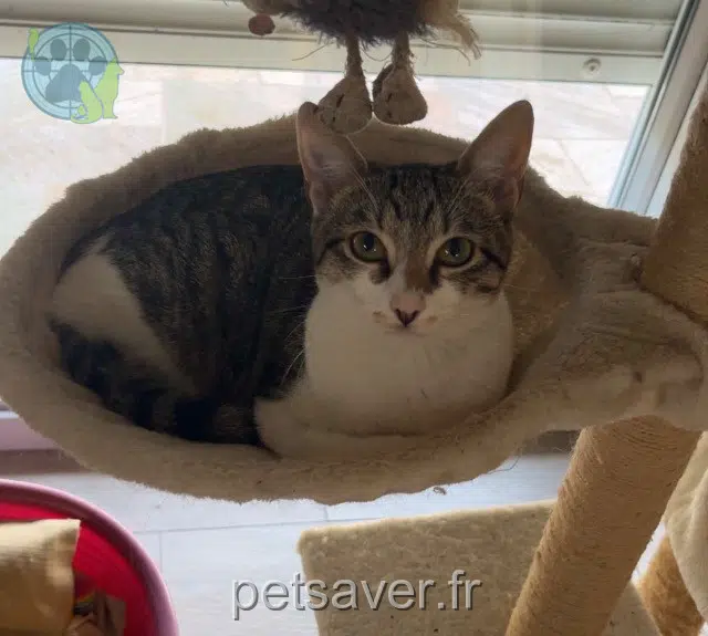 Katze vermisst Limoges Yuna Katze lost Limoges Yuna