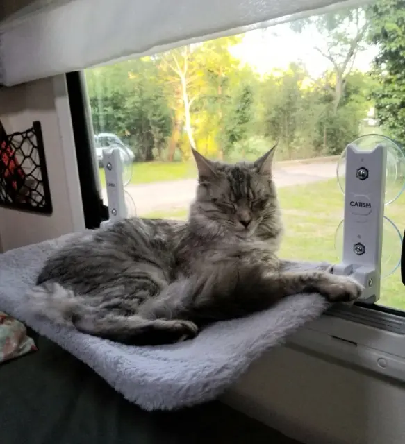 chatte lost   87200 Saint-Junien Louna