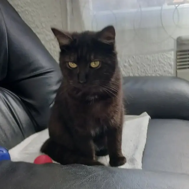 chatte lost   87240 Ambazac Louna
