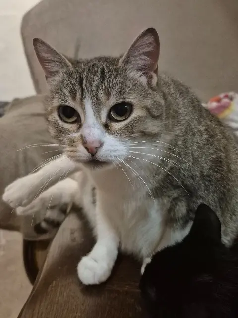 chatte lost   87240 Saint-Sylvestre Manou