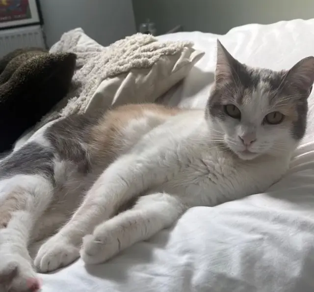 chatte lost   87920 Condat-sur-Vienne Marie
