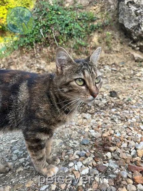 gatta persa 87500 Saint-Yrieix-la-Perche Maya gatta lost 87500 Saint-Yrieix-la-Perche Maya